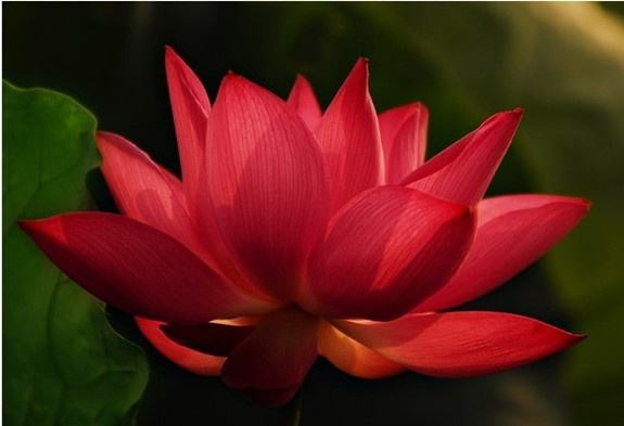 可是大家知道吗?红莲在佛教中的寓意是什么?