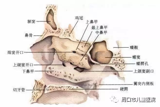 【科普】小儿鼻出血