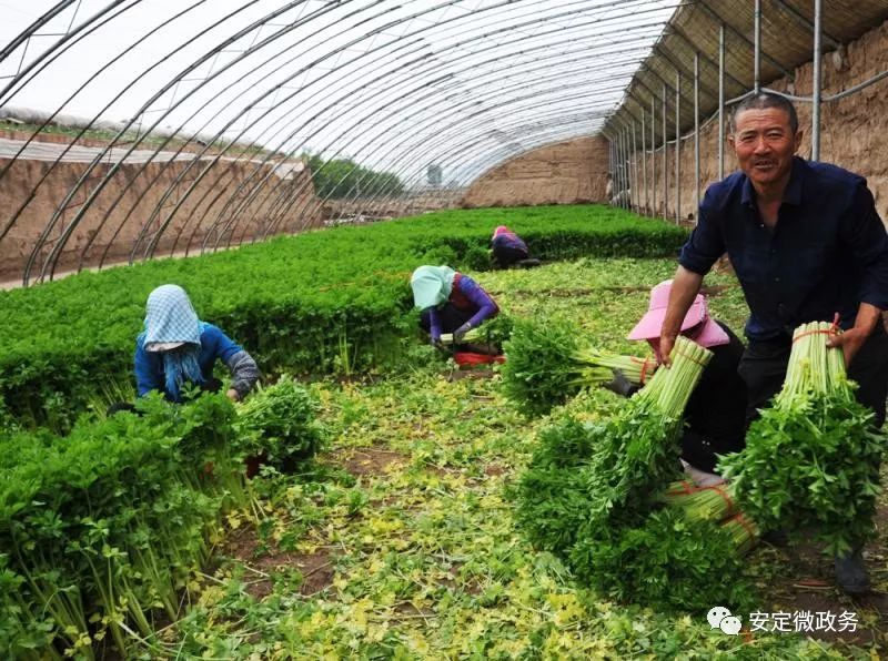 【图行安定】安定大力发展特色蔬菜种植基地