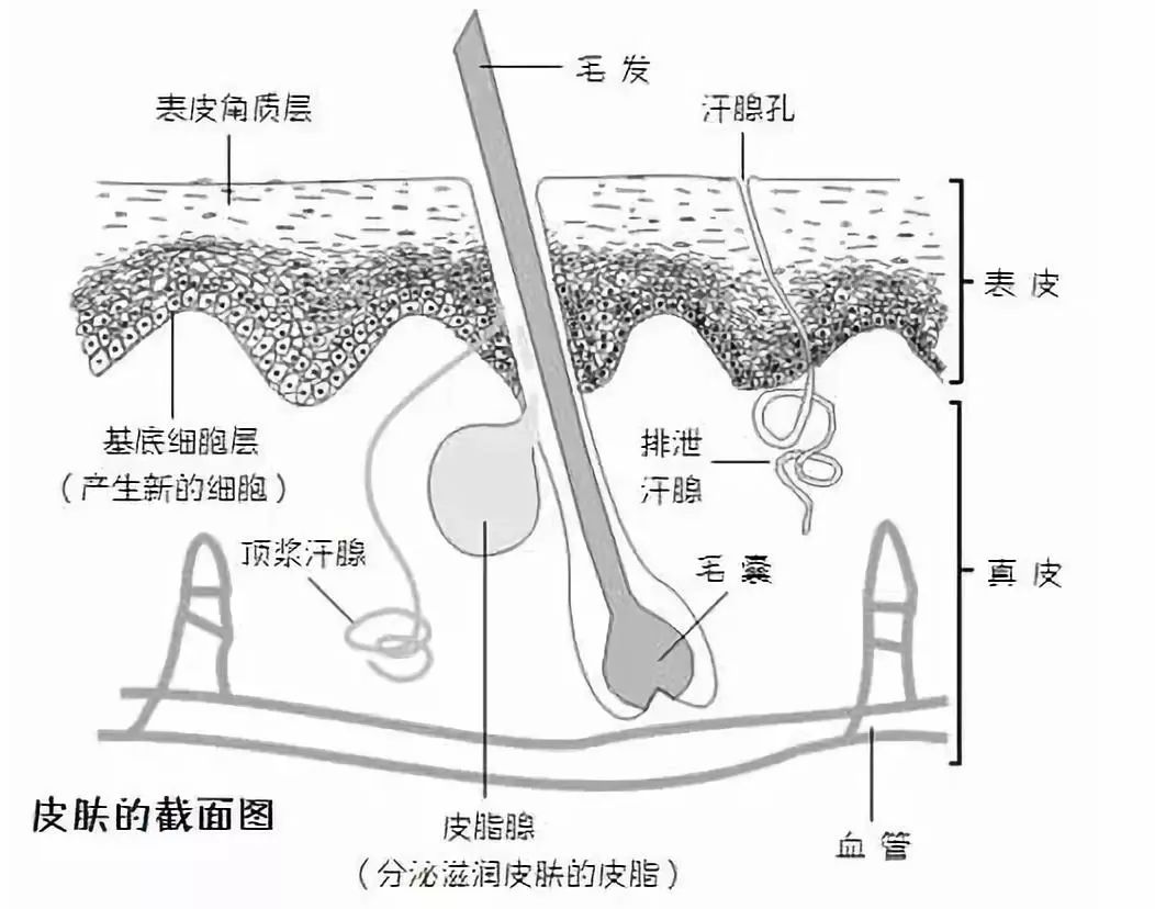 汗液99%都是水,所以刮腋毛并不会影响汗腺结构,也不会阻碍排汗.