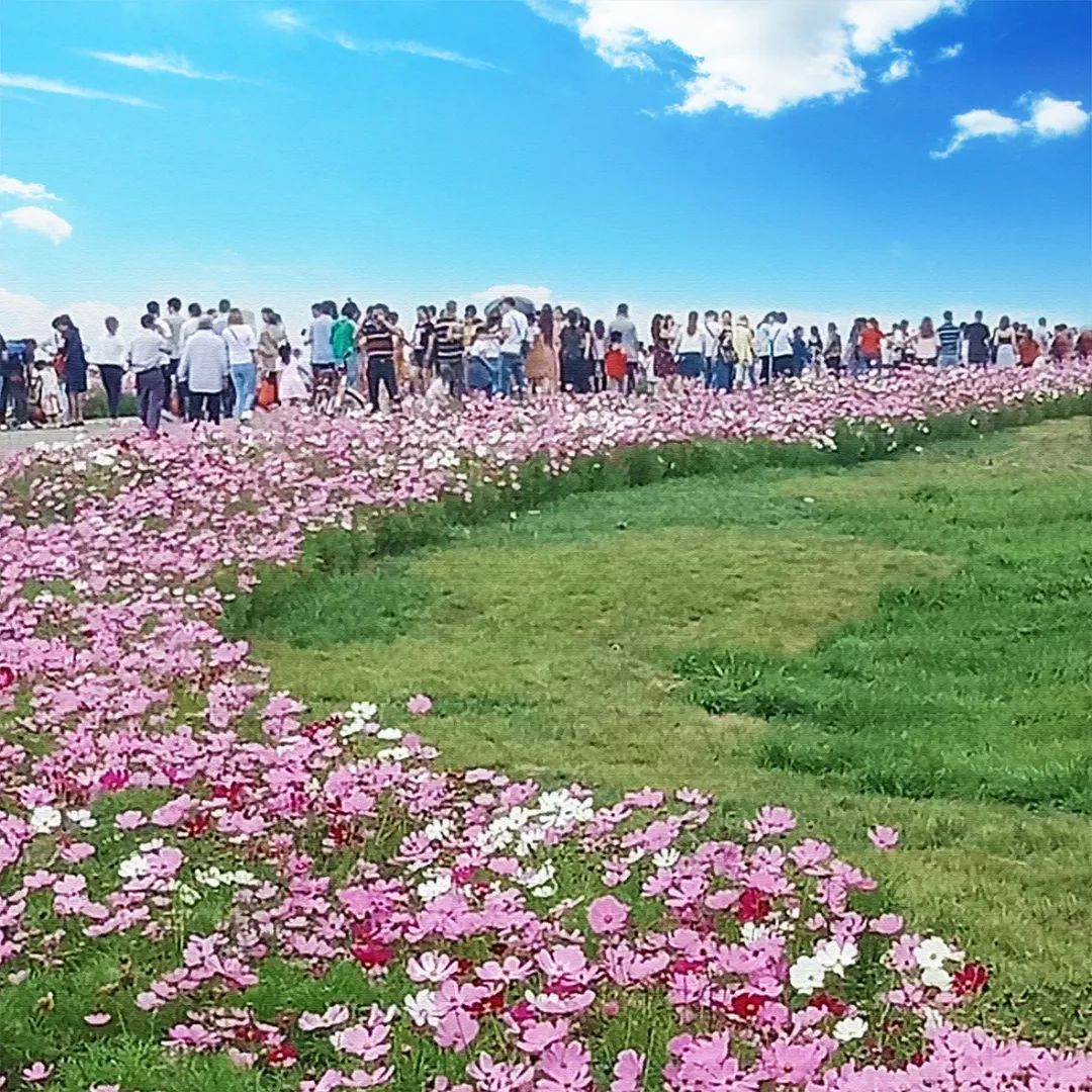 中央,四川主流媒体聚焦成都新地标——双流"空港花田"