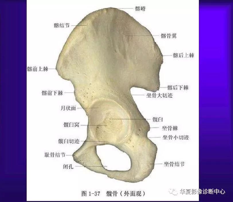 骨科医生必备超实用的骨解剖图