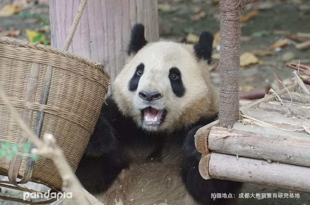 (雅竹)(雅韵)祝这对猪猪姐妹花生日快乐,每天都和小伙伴们开开心心的.