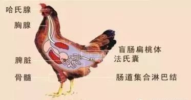 鸡也是用肺呼吸,但是鸡的肺脏很小,跟肺脏相连的有遍布于全身各个部位
