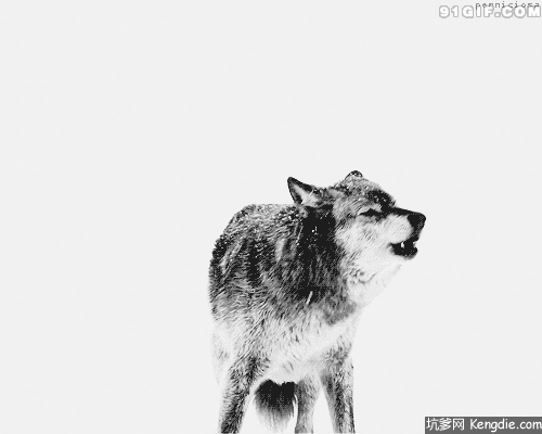 一夜成名的西伯利亚平原狼!#动物档案馆