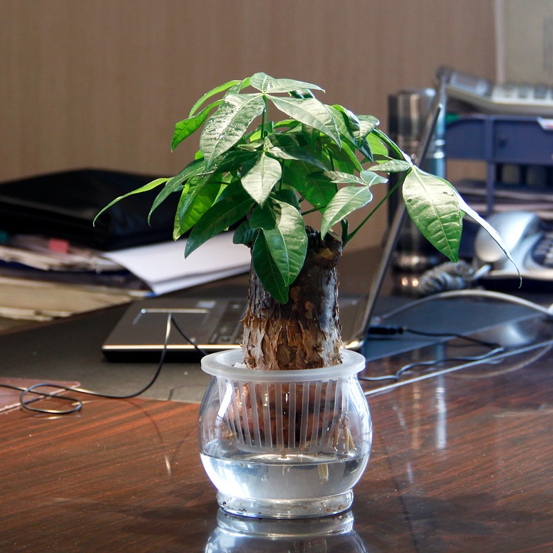 头一次听说出生季节影响办公室摆放的植物!