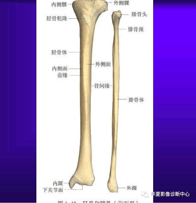 骨科医生必备超实用的骨解剖图