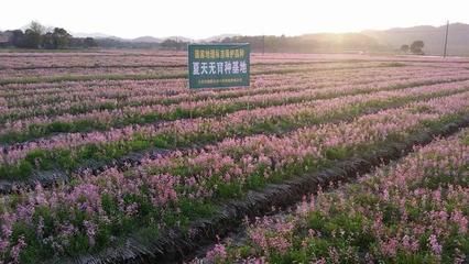 《浙江民间常用草药》有记载夏天无的功效:①治高血压,脑瘤或脑栓塞