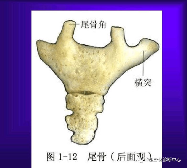 骨科医生必备超实用的骨解剖图