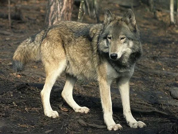 一夜成名的西伯利亚平原狼!#动物档案馆