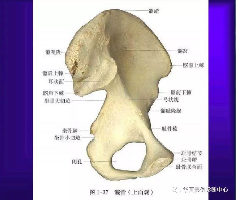 骨科医生必备超实用的骨解剖图