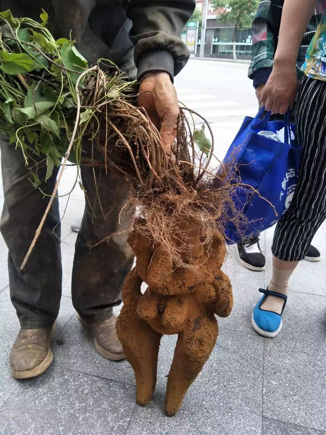 遵义一村民在山崖上挖出硕大何首乌,形似玩具熊,引众人围观