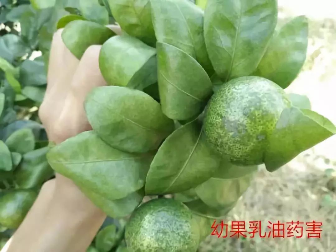 想要果实无瑕疵?幼果期,必须防好病害,虫害,药害等