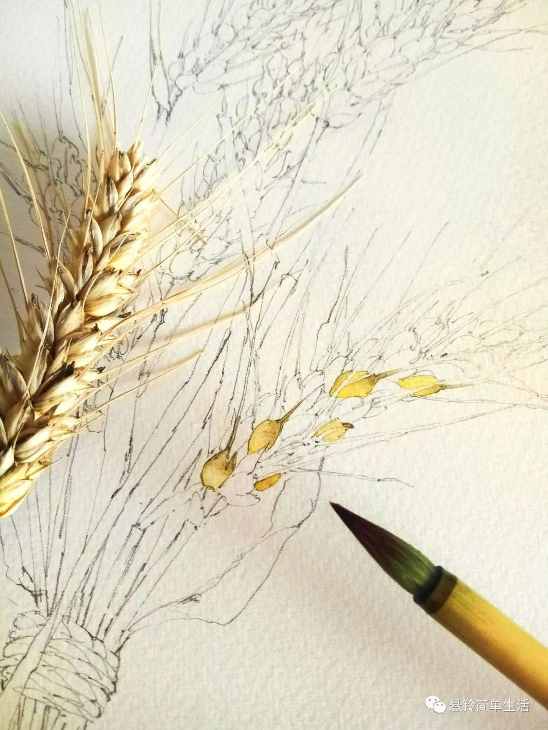 24*32颜料:日下部用纸:梦法儿工具73水彩绘:麦子熟了薅了几个麦穗
