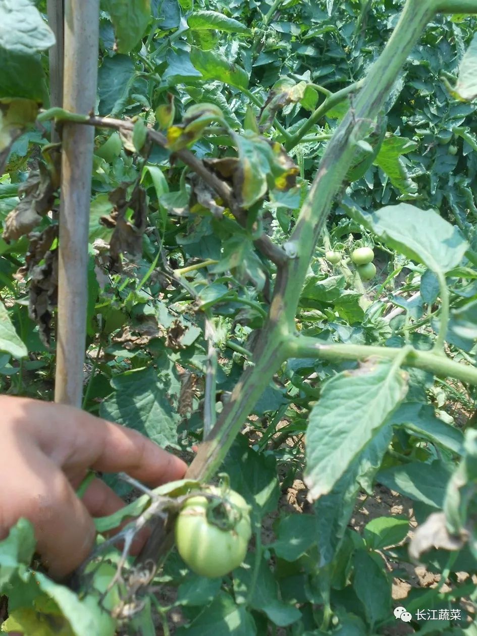 番茄条斑病毒病是番茄的重要病害,多发生在植株生长中前期,植株各