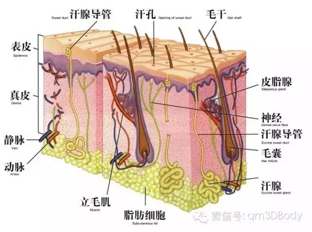 图谱感觉器官解剖图谱