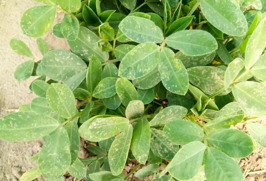 植保看花生叶就能知道什么病学会这招很管用