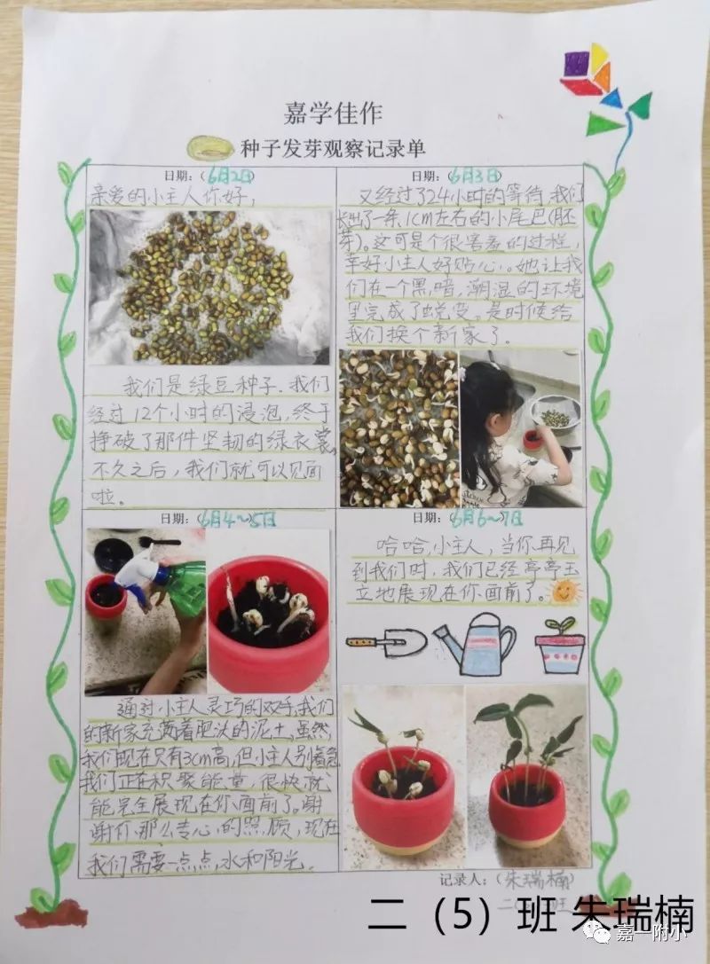 三年级嘉童们选择了一种种子(或果蔬),观察其生长过程中各个阶段的