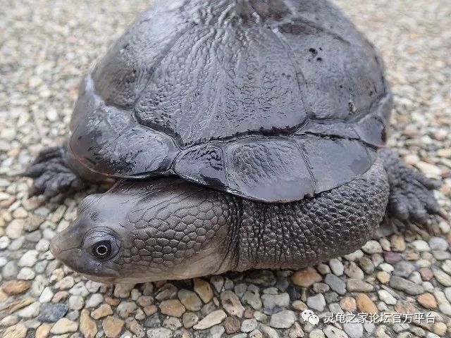 雷曼长颈龟 鳞背长颈龟 脖子最短的蛇颈龟