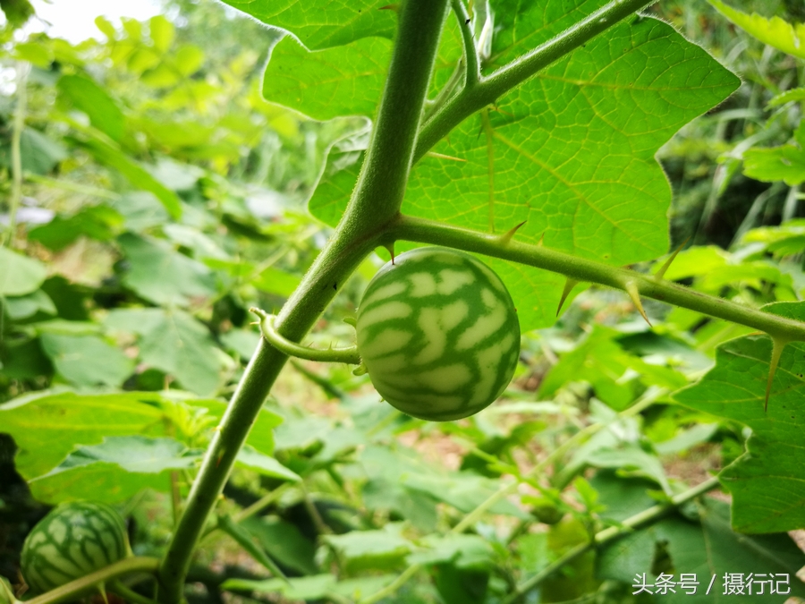 12 夏日里,在乡村的山坡上,发现几株叶子有刺的植物,其果实形似小西瓜