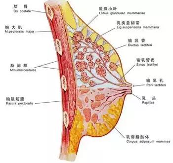 胸里面可是没有肌肉的,这样高频的抖动会严重损伤乳腺.