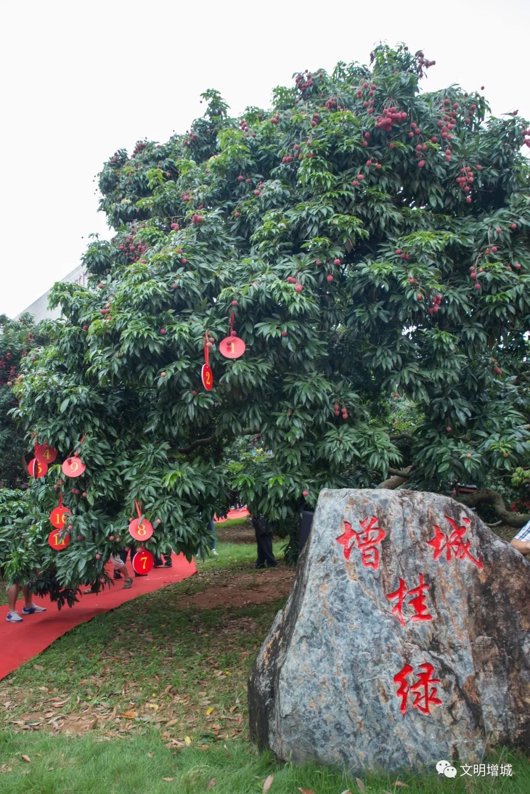 今天,我们把增城"挂绿"献给您!