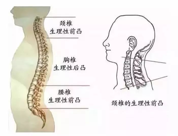 【健康知识】脊柱生理弯曲变直是怎么回事?