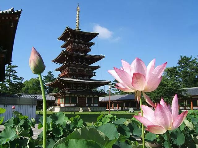 荷花池,鉴真从大唐带来的品种,如今是独特的唐招提寺莲,唐招提寺青莲