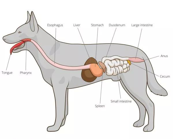 了解宠物的消化系统一understandingpetdigestion