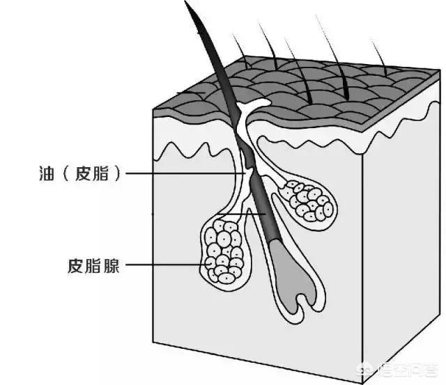 皮肤外油内干怎么办