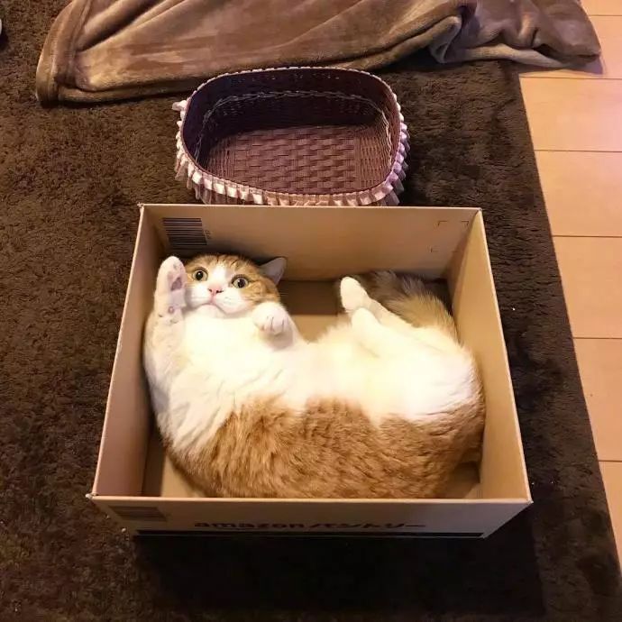 短腿猫一看到盒子就忍不住要钻,还在里面摆造型,好想撸一下