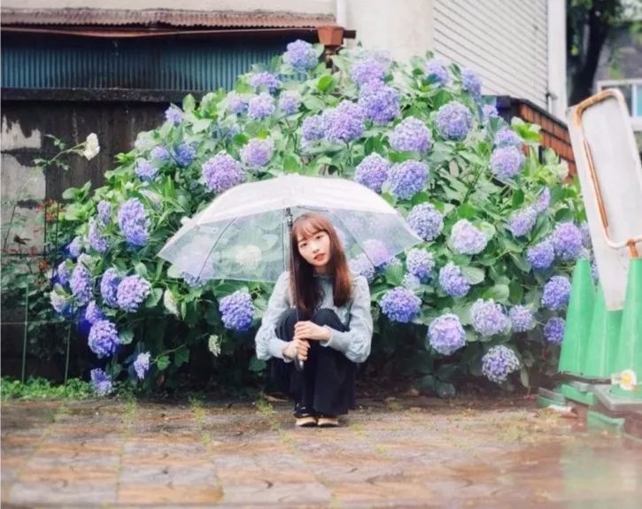 紫阳花拍摄技巧初夏来赴紫阳之约