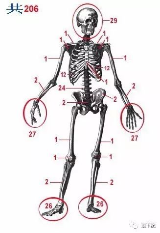 人体206块骨头的分布