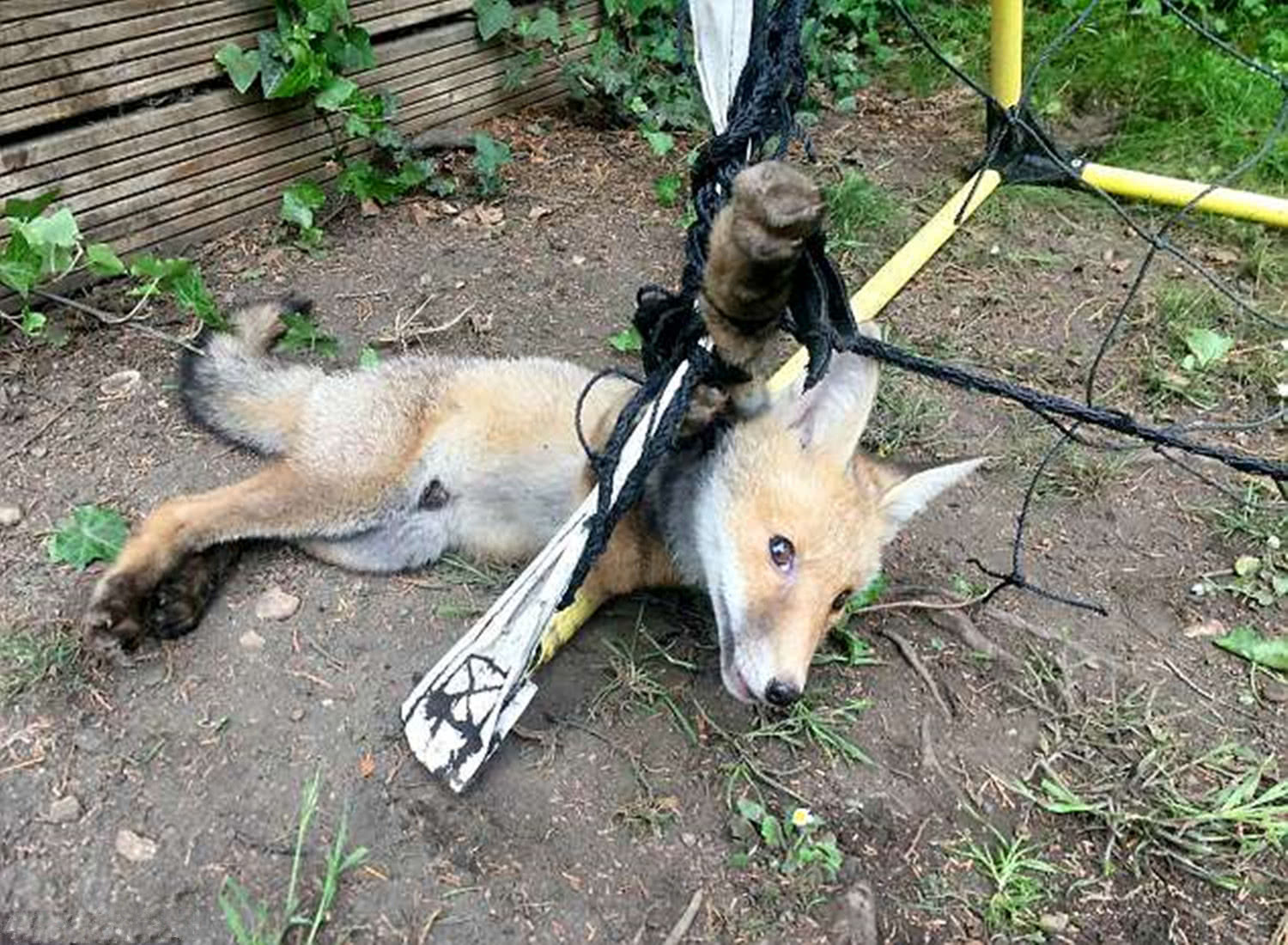 世界杯会对野生动物造成伤害?动物救援组织发布残酷照片惊醒世人