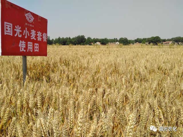 技术国光小麦套餐为小麦丰收保驾护航