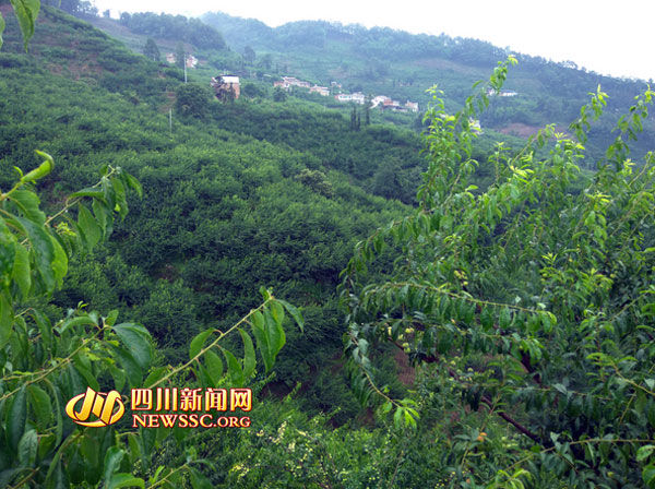 宜宾屏山10万吨茵红李七月中旬全面上市