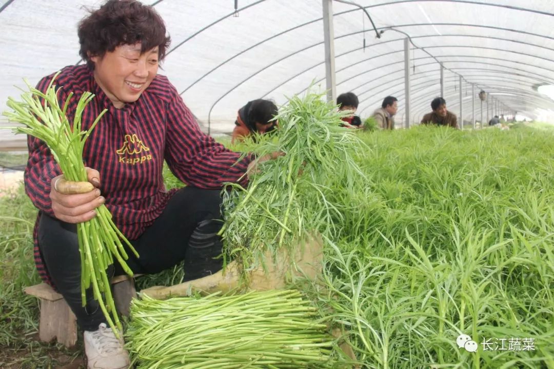 丰产藜蒿新品种——香藜一号,适合湖北本地栽培的高产好品种!