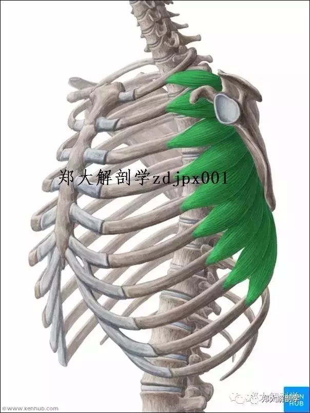 前锯肌起止点 背阔肌起止点 腰方肌起止点 第10页 大山谷图库