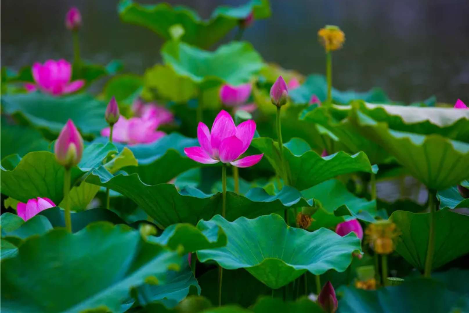 水润莲城 最美许昌