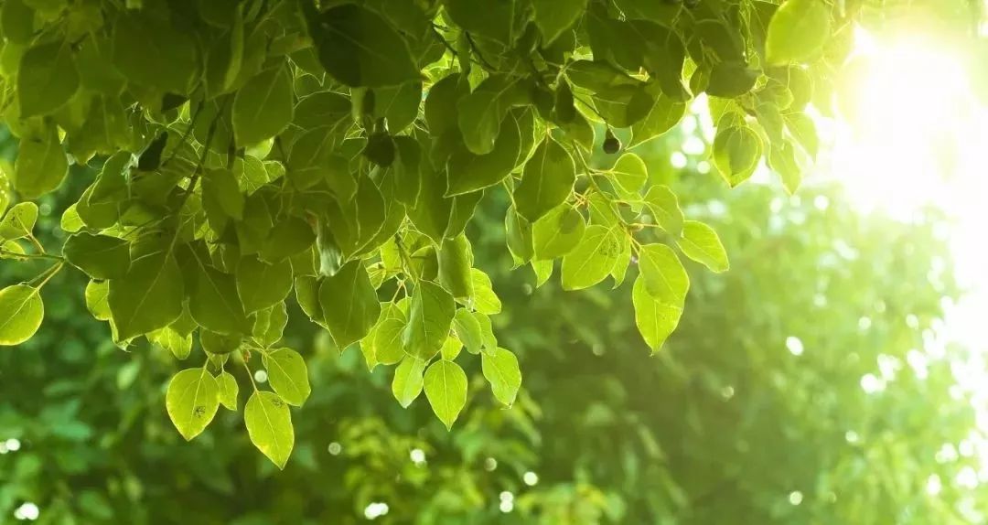 今日夏至:骄阳渐近暑徘徊 一夜生阴夏九来