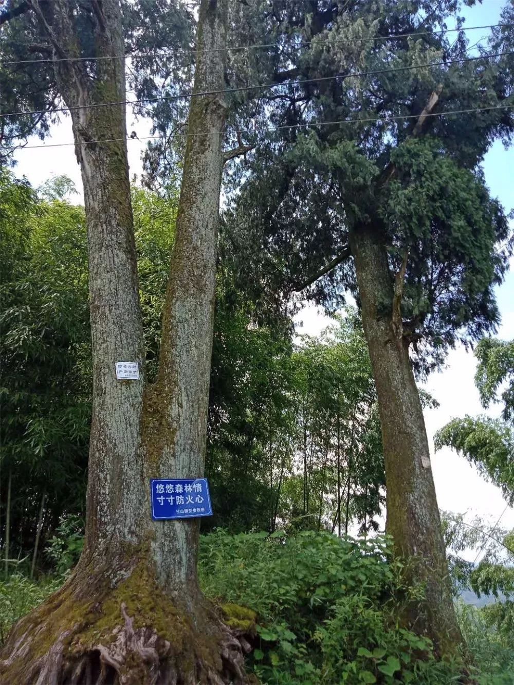 梁平区有棵千年"夫妻树"!它的传说没法让人淡定.