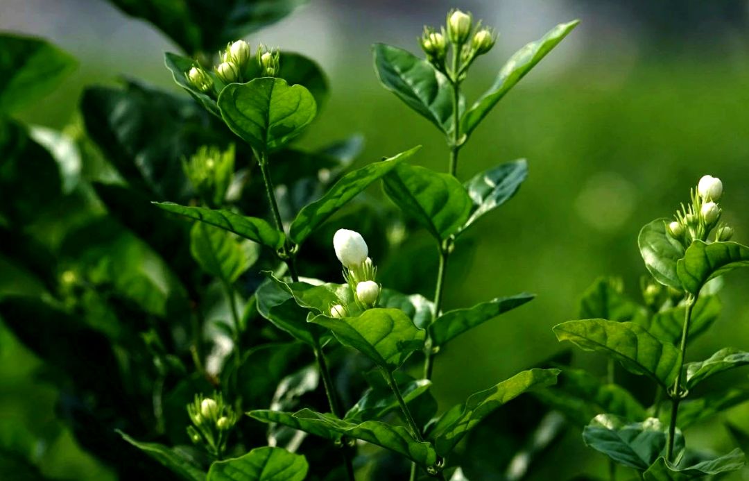 周三雪芽日 || 今夏的第一口茉莉花,被你承包了