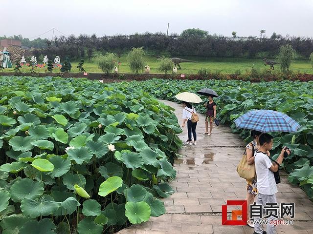 的"自贡西城荷花文化旅游节"于昨日在建设镇重滩村五彩荷园拉开帷幕