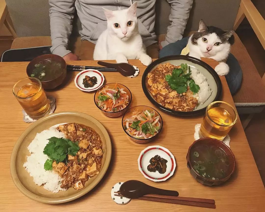 一屋两人二猫三餐四季,这就是我向往的生活啊!