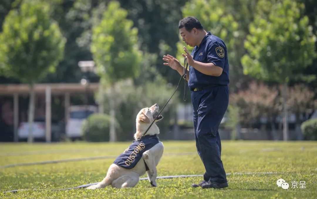 萌翻了!这些海关缉私犬即将上岗!