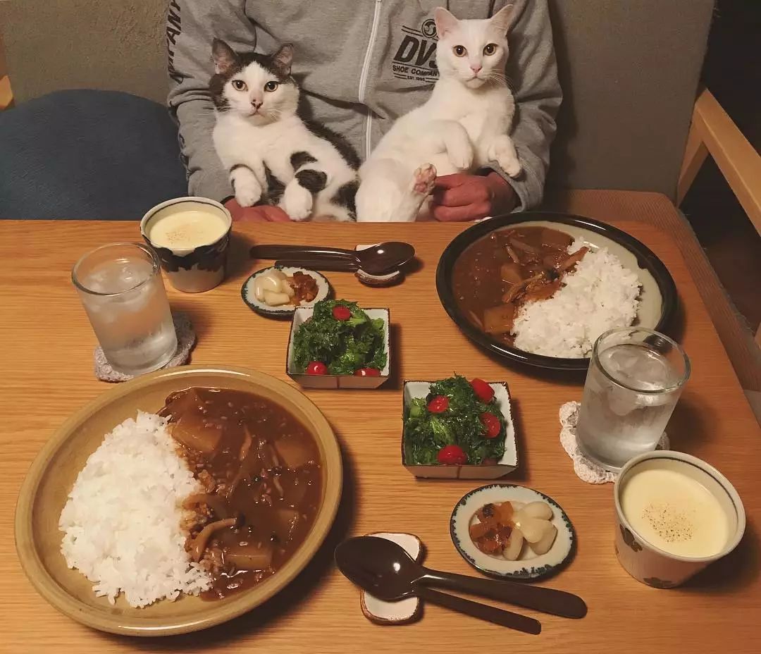 一屋两人二猫三餐四季,这就是我向往的生活啊!