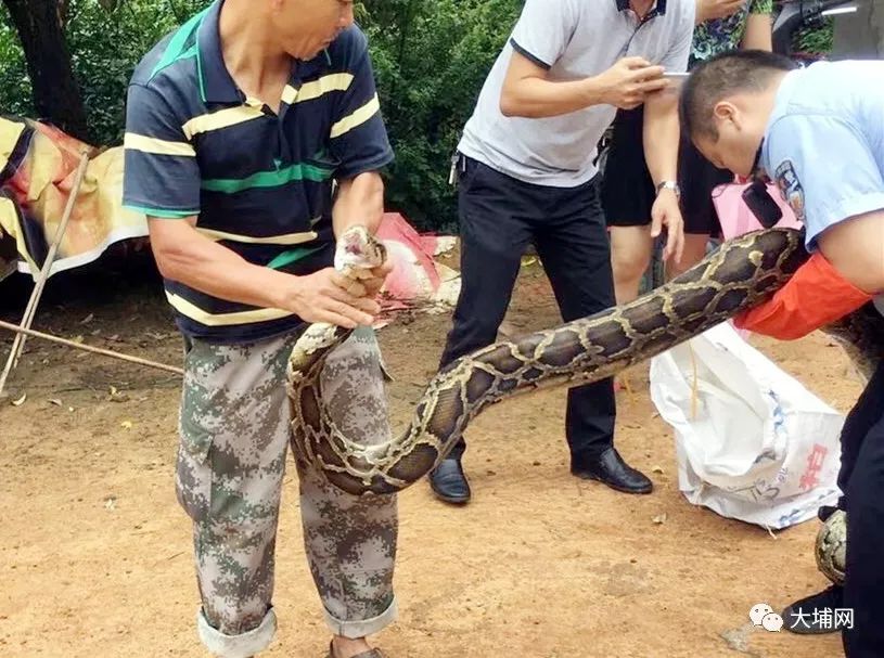 得人畏!梅州又惊现大蟒蛇,有人被缠住小腿!