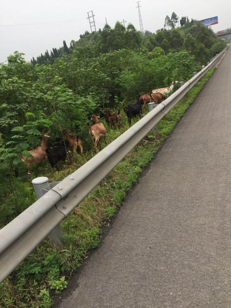 下一人口路_爱路护路手抄报