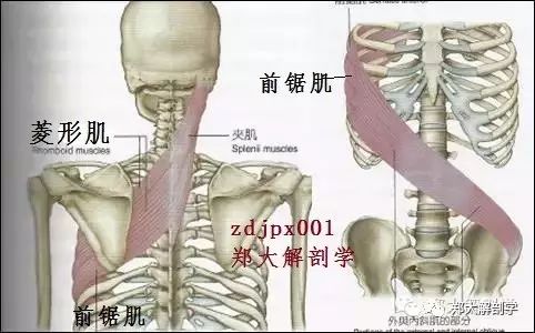 内衣勒的肋骨疼_肋骨外翻图片(3)