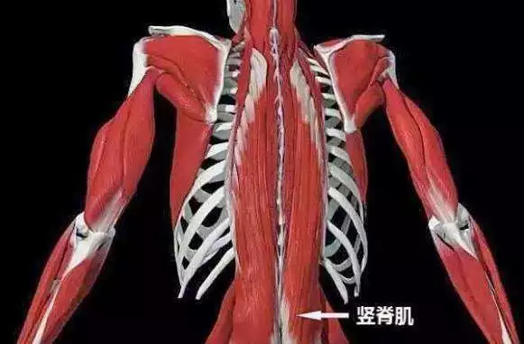下起骶骨背面,上达枕骨后方,为脊柱后方的长肌,竖脊肌又叫骶棘肌,先来